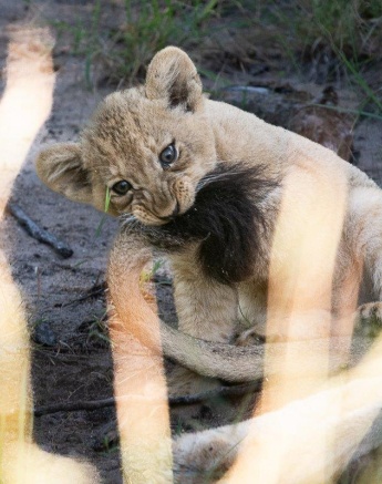 Talamati Playful Cub Ronald Mutero Talamati Playful Cub Ronald Mutero