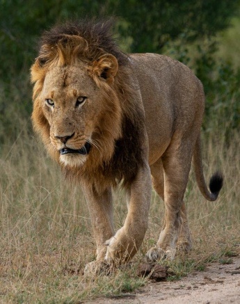 One of the Kambula male lions looking as if he has just eaten. 