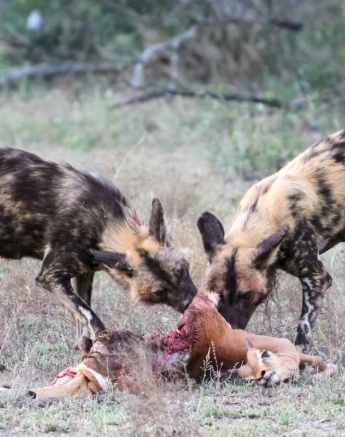 Wild dogs eating plains game. 