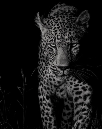 The strength and power of the N'weti male leopard is evident. 