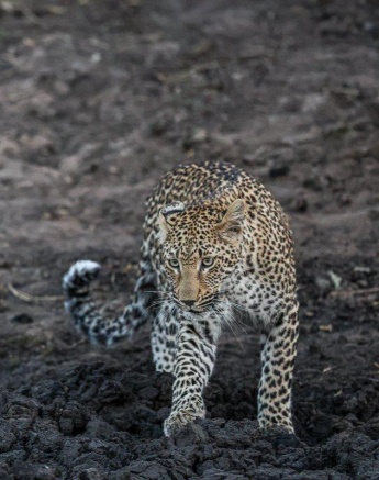 Sabi Sabi Ruan Mey Ntsumi Cub In Drainage Line Sabi Sabi Ruan Mey Ntsumi Cub In Drainage Line