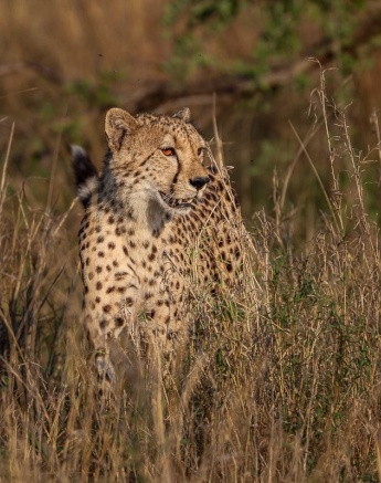 Sabi Sabi Ruan Mey Cheetah Golden Light