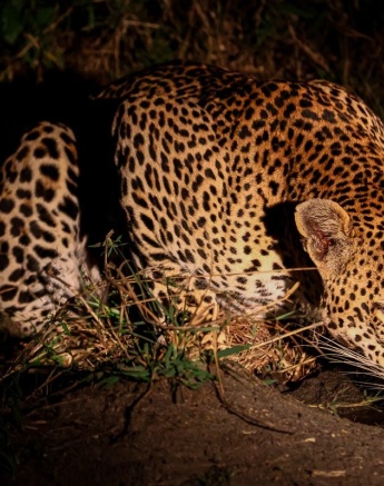 Sabi Sabi Ruan Mey Kurhula Drinks