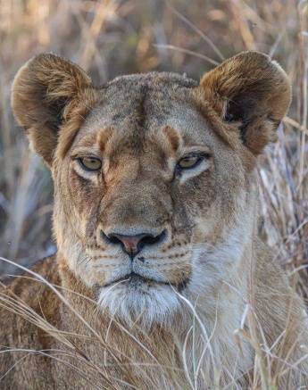 Close-up of a female lion from the Southern Pride, showcasing her calm yet vigilant expression.