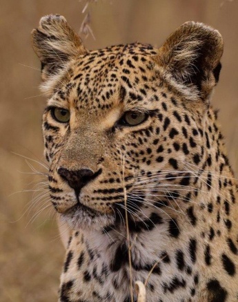 Portrait of Ntsumi, the leopard, her expression revealing her alertness as she tracks a male in her territory.