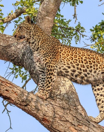 Ntsumi, the leopard, stretched out on a tree branch, resting after a successful hunt.