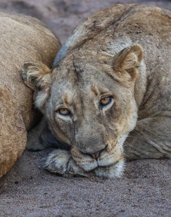 Sabi Sabi Ronald Mutero Msuthlu Resting Sabi Sabi Ronald Mutero Msuthlu Resting