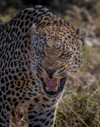 Mawelawela Growls Devon Jansen