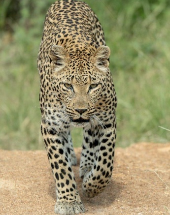 Ntsumi Daniel Greyvenstein Ntsumi Daniel Greyvenstein