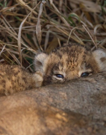 A curious Msuthlu Pride cub peeking out from behind their mother, exploring its surroundings.