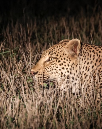 Sabi Sabi Jan Nel Kurhula In Grass