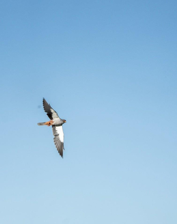 An Amur Falcon in flight. 