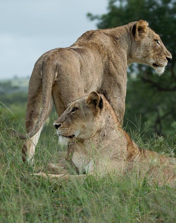 Two females from the Talamati pride stay alert. Two females from the Talamati pride stay alert.