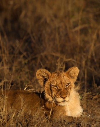Cub of the Msuthlu Pride 