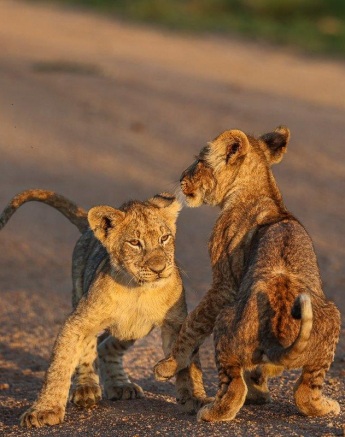 Fighting cubs from the Msuthlu pride.