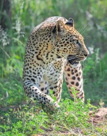Golonyi Leopard Daniel Greyvenstein Golonyi Leopard Daniel Greyvenstein