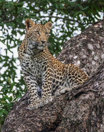 One of the Ntsumi cubs scans the area from a tree. One of the Ntsumi cubs scans the area from a tree.