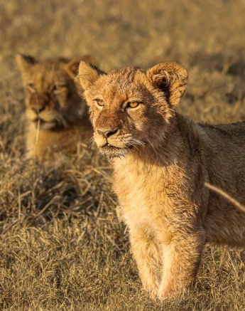 The cubs were full and resting in the sun