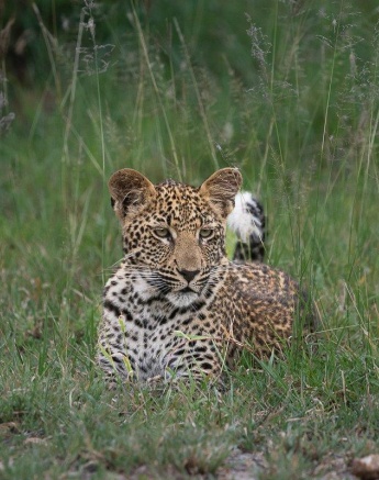 Ntsumi Mother Leopard Ronald Mutero Ntsumi Mother Leopard Ronald Mutero