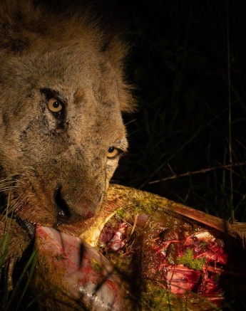 JP VanRooyen Southern Avoca Lion