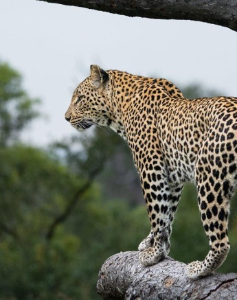 Using trees as vantage points while hunting
