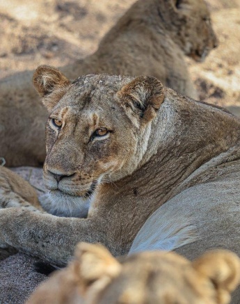 Sabi Sabi Ronald Mutero Msuthlu Sabi Sabi Ronald Mutero Msuthlu