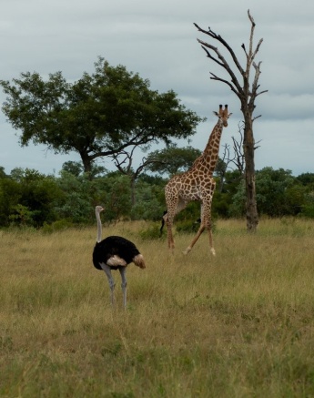 An ostrich and a giraffe. 