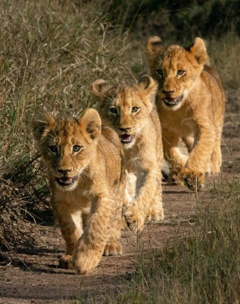 Three lion cubs that are a part of the Southern Pride meander down a path together.