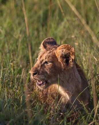 One of the Msuthlu cubs lit by the golden sunlight. One of the Msuthlu cubs lit by the golden sunlight.