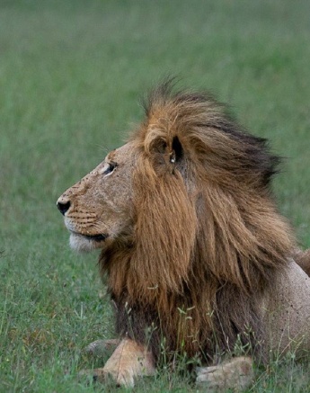 A dominant male lion looks out for his pride and keeps them safe. 