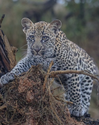 Golonyi's cub with a determined look in its eyes. 
