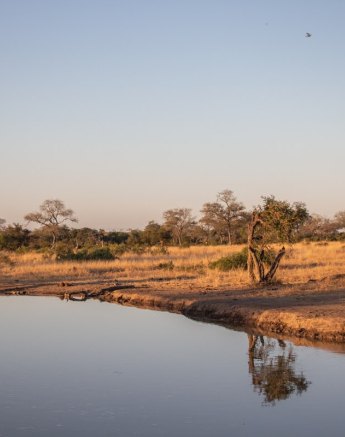 The dusk light sets the scene for these animals as they drink from a waterhole near Sabi Sabi.