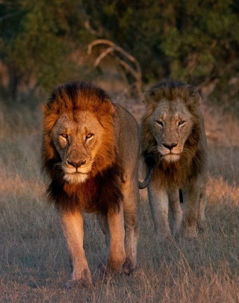 Gijima male lions stroll through the grass