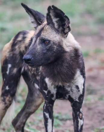 A wild dog in the midst of a hunt. 