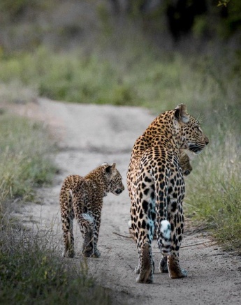 Ntsumi and her cubs must remain on alert. 