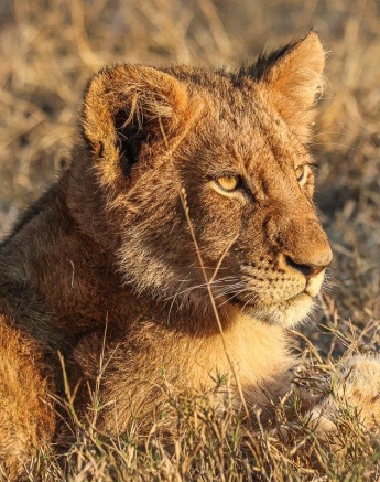 The gijima-lions scent marking the area