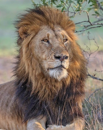 Sabi Sabi Ruan Mey Gijima Male