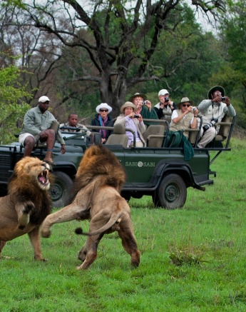 Male lions battle it out.