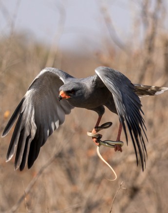 A Lizzard buzzard spotted flying with a snake in its talons. 