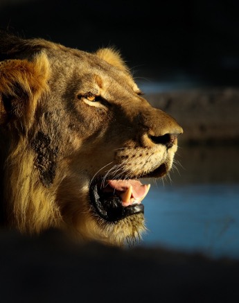 A05Ally Ross 20230124 Talamati Male 02 Final