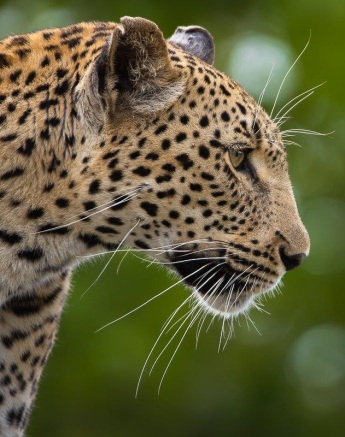 A determined stare from Kigelia as she keeps her eyes out for any potential threats. A determined stare from Kigelia as she keeps her eyes out for any potential threats.