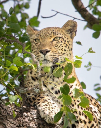 Kigelia rests in a Marula tree. 