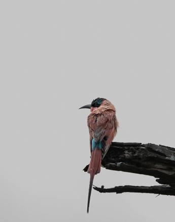A Southern Carmine Bee Eater. A Southern Carmine Bee Eater.