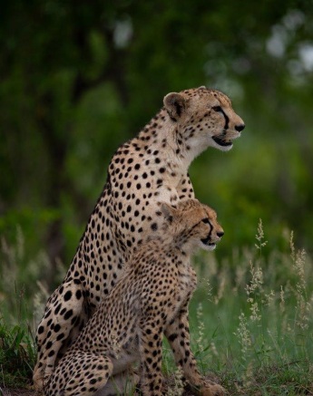 Makatini and her cub. Makatini and her cub.