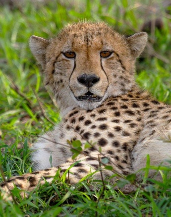 A male cheetah rests in the grass. 