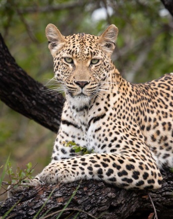 Golonyi had been following the tracks of a male leopard, when finally she stopped to rest. 
