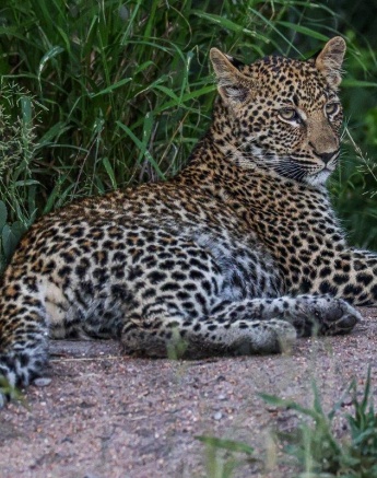 Ntsumi Ruan Mey Ntsumi Ruan Mey