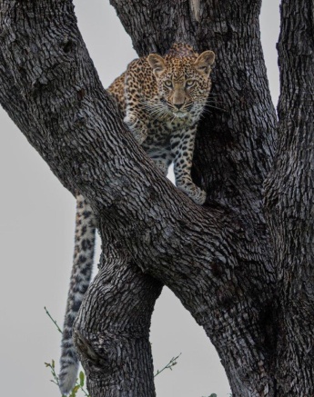 Devon Jansen Ntsumi Cub