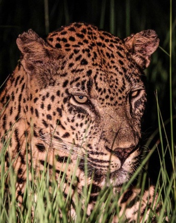 The only fully grown male in the area, Mawelawela is easily identified. The only fully grown male in the area, Mawelawela is easily identified.