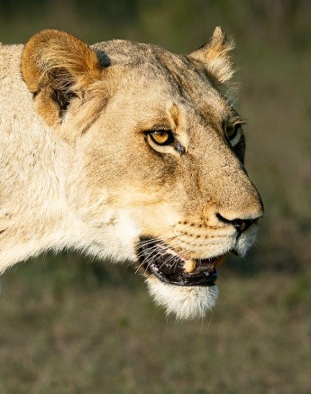 One of the Talamati female lions. One of the Talamati female lions.